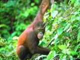 Orang Utan 2