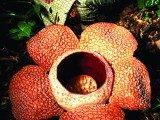 Rafflesia